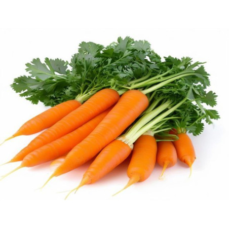 MORCOVI - Produs Montan