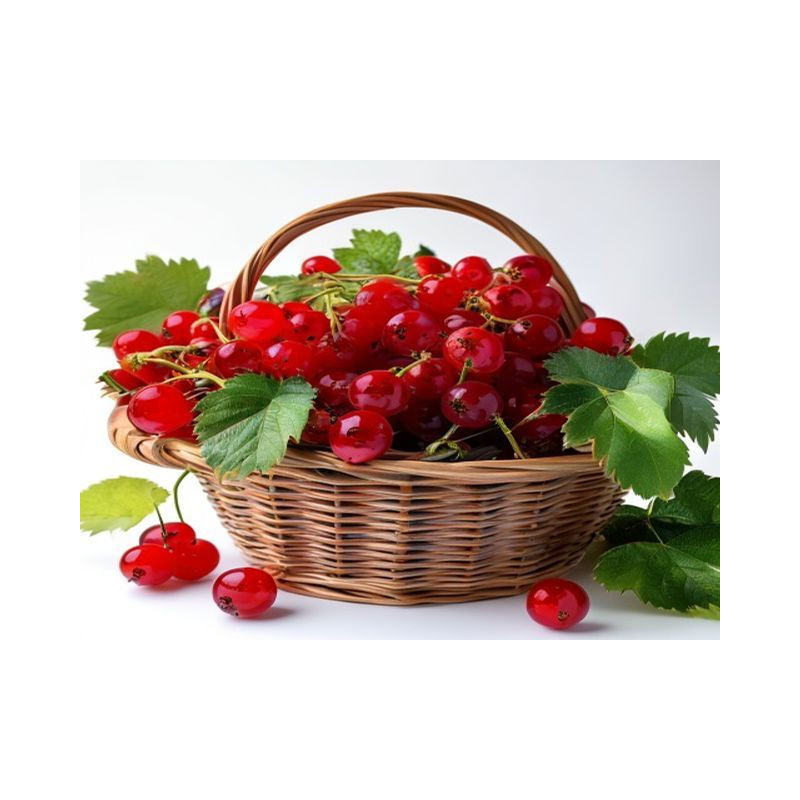 COACĂZE - Produs Montan