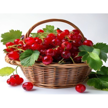 COACĂZE - Produs Montan