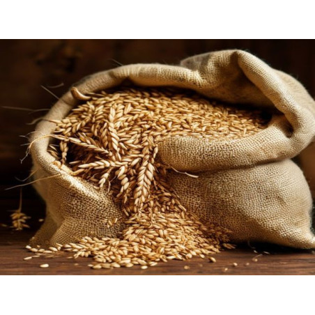 GRÂU PANIFICAȚIE - Produs Montan