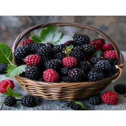 MURE (Rubus fruticosus)- congelată - Produs Montan