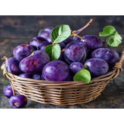 PRUNE - MOGHINĂ DORELA - Produs Montan