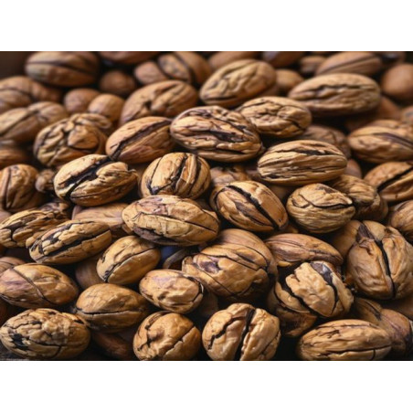 NUCI - CISMARU CRISTIAN - Produs Montan