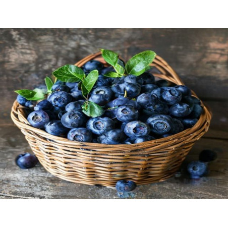 AFINE - STAN LAURA - Produs Montan