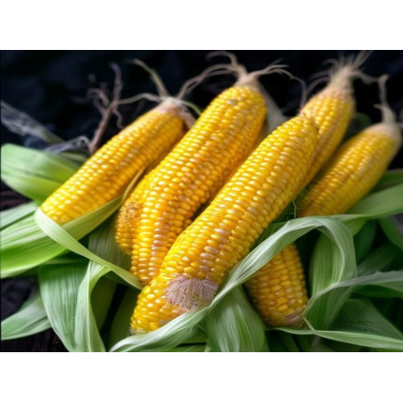 PORUMB - GAVRĂU TAMAS - Produs Montan