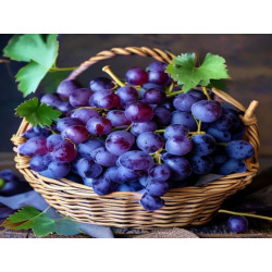 STRUGURI DIN VIȚĂ DE VIE – FETEASCĂ ALBĂ, - Produs Montan