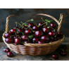 Cireșe soi Bigarreou Burlat